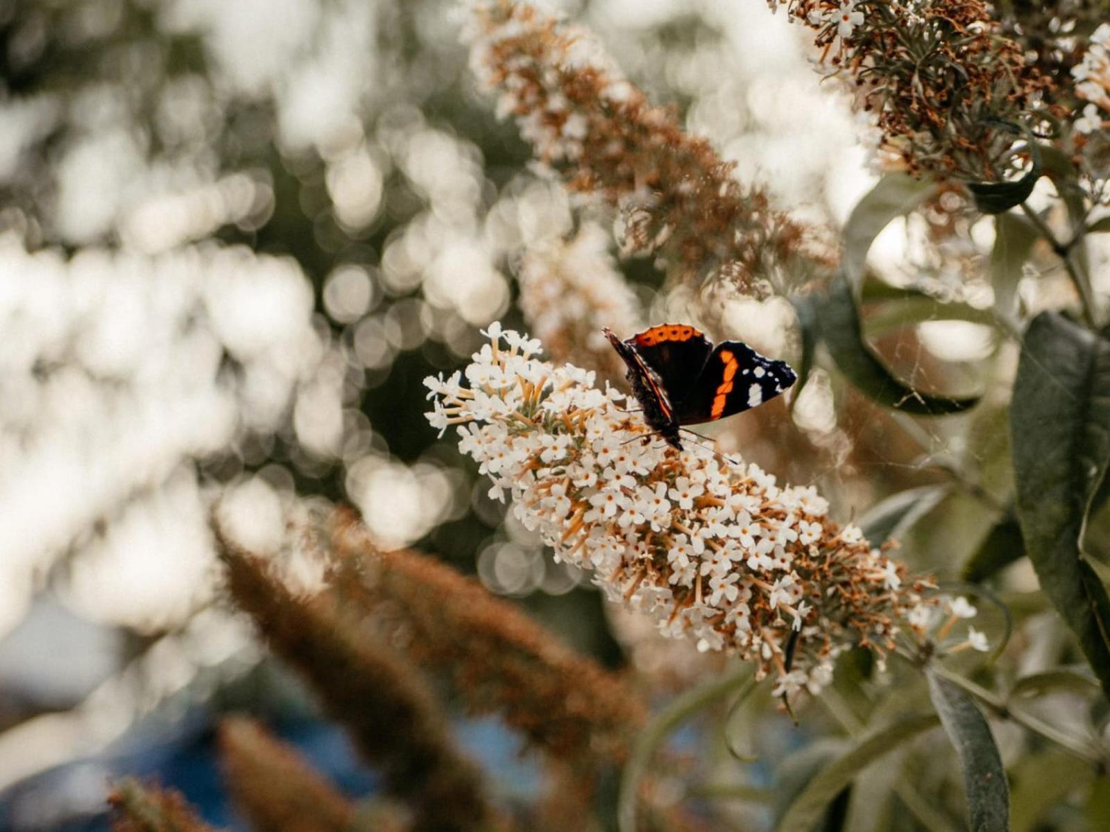 Purple Papillon Βίλα Heuvelland Εξωτερικό φωτογραφία