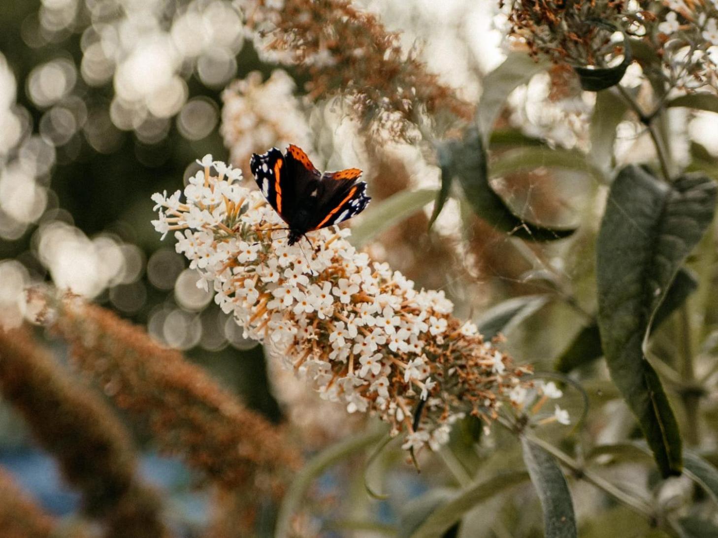 Purple Papillon Βίλα Heuvelland Εξωτερικό φωτογραφία